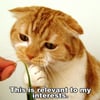 Kucing G.